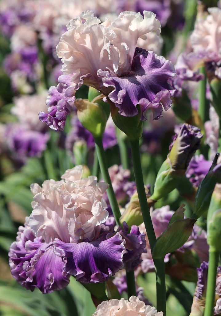 Private Party | Mid-America Garden